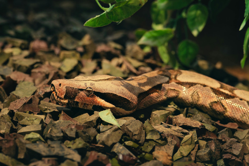 A cute yellow and black patterned python hiding in grass and brush.