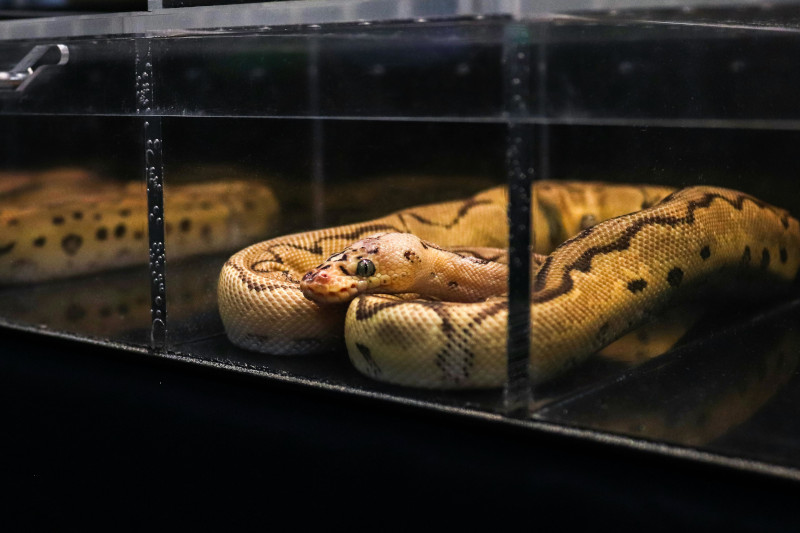 Un mignon python à motifs jaunes et noirs qui se cache dans l'herbe et les broussailles.