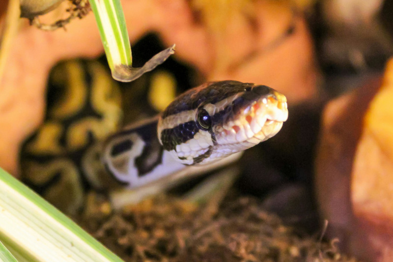 Un mignon python à motifs jaunes et noirs qui se cache dans l'herbe et les broussailles.